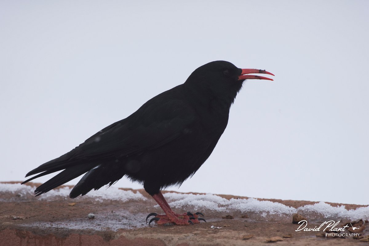 DPPhotography - Morocco - Red-billed chough - B.jpg - Red-billed chough - Oukaimeden ski area, Morocco