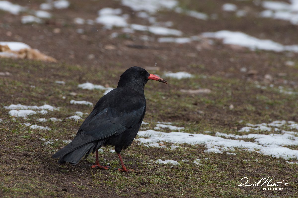 DPPhotography - Morocco - Red-billed chough - D.jpg - Red-billed chough - Oukaimeden ski area, Morocco