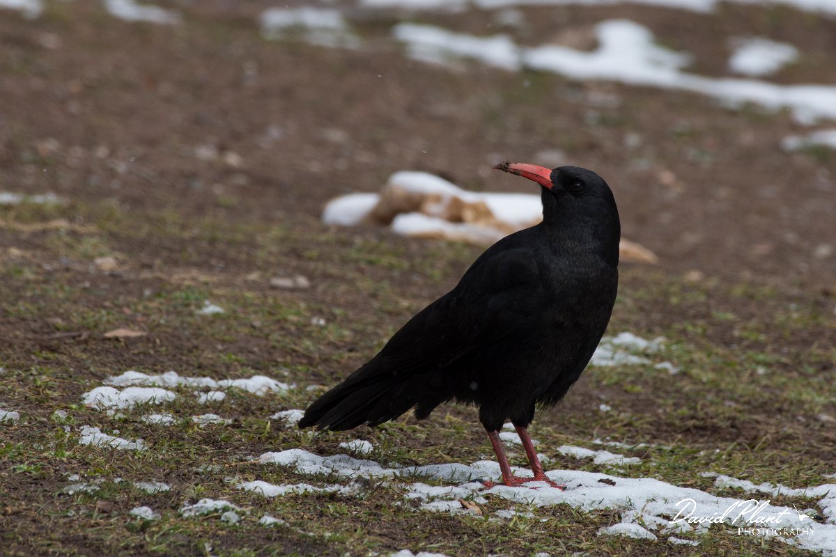 DPPhotography - Morocco - Red-billed chough - E.jpg - Red-billed chough - Oukaimeden ski area, Morocco