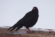 DPPhotography - Morocco - Red-billed chough - A