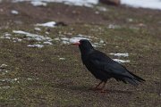 DPPhotography - Morocco - Red-billed chough - C