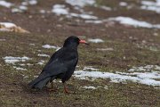DPPhotography - Morocco - Red-billed chough - D
