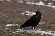 DPPhotography - Morocco - Red-billed chough - E