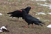 DPPhotography - Morocco - Red-billed chough - F