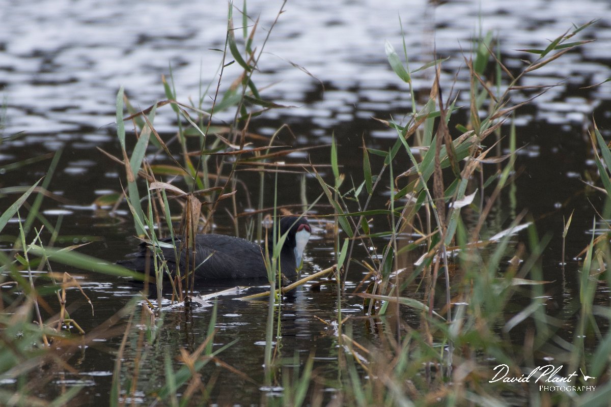 DPPhotography - Morocco - Red-knobbed coot - A.jpg - Red-knobbed coot - Lac de Sidi Bourhaba, Morocco