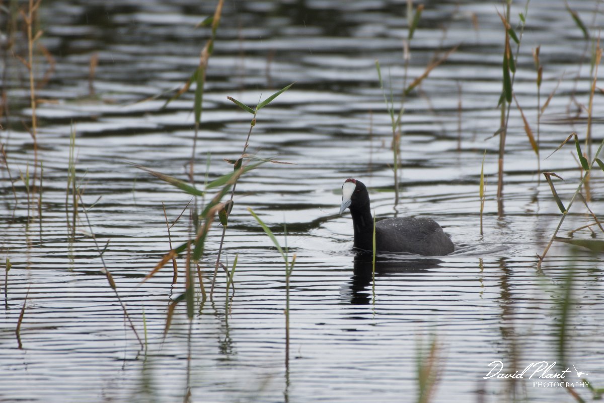 DPPhotography - Morocco - Red-knobbed coot - C.jpg - Red-knobbed coot - Lac de Sidi Bourhaba, Morocco