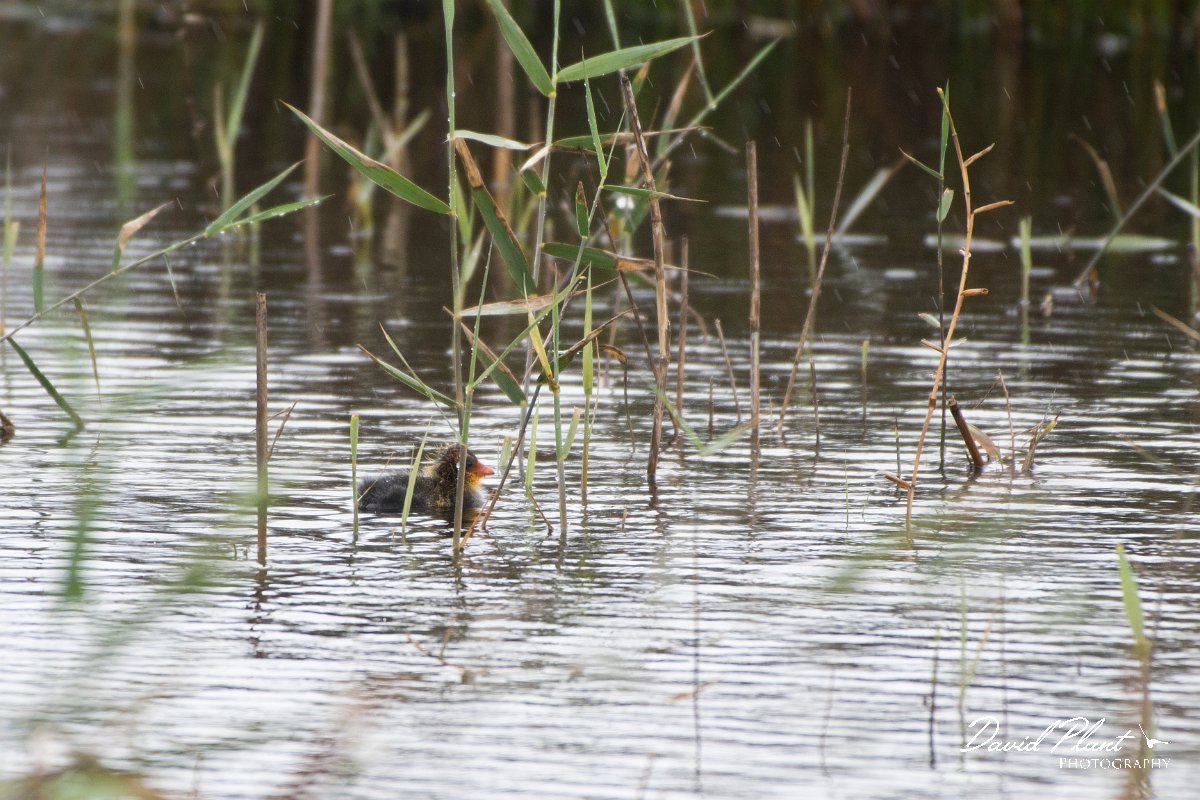 DPPhotography - Morocco - Red-knobbed coot - D.jpg - Red-knobbed coot - Lac de Sidi Bourhaba, Morocco