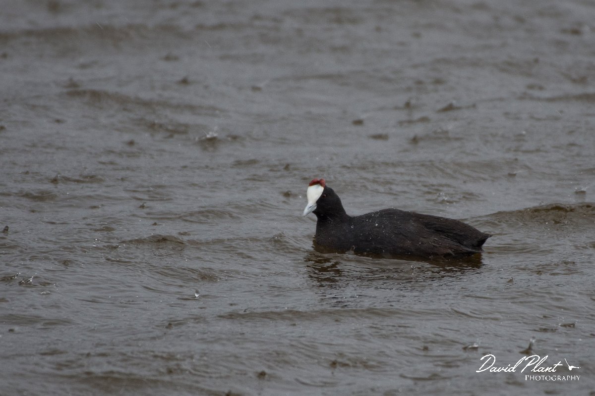 DPPhotography - Morocco - Red-knobbed coot - F.jpg - Red-knobbed coot - Lac de Sidi Bourhaba, Morocco