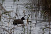DPPhotography - Morocco - Red-knobbed coot - B