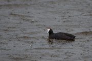 DPPhotography - Morocco - Red-knobbed coot - F