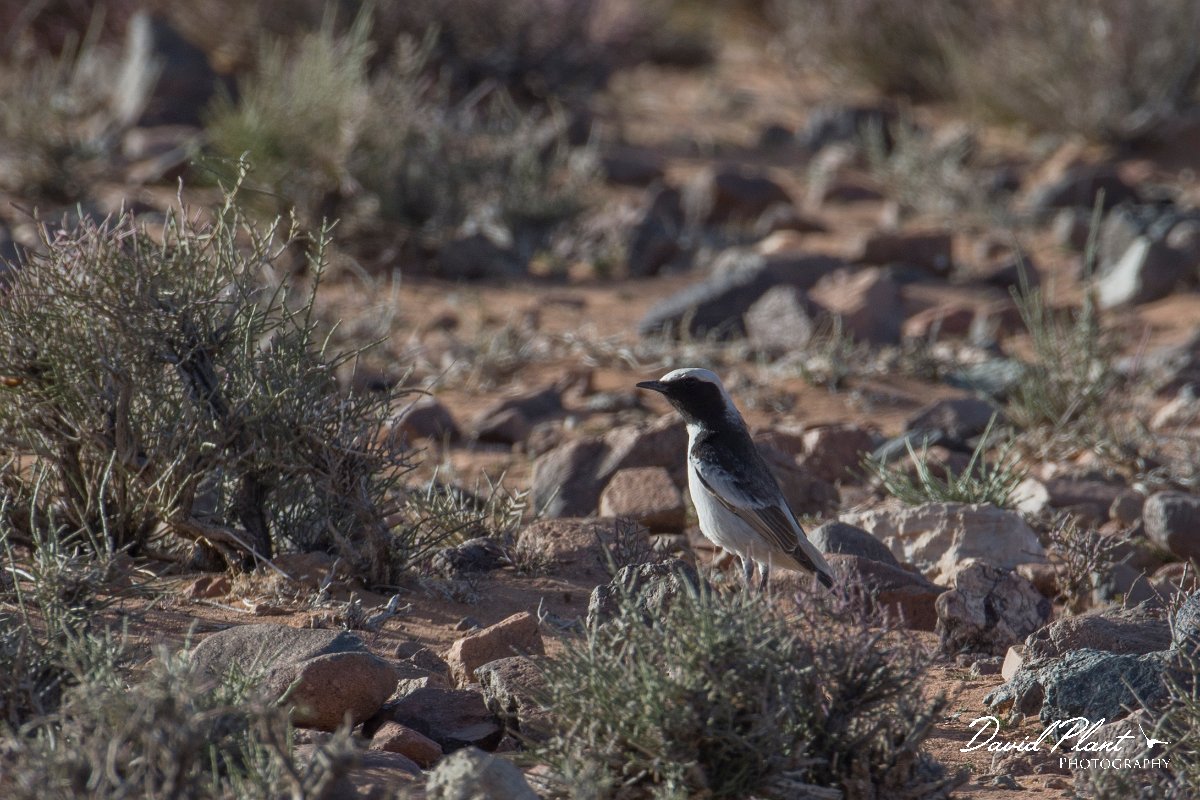 DPPhotography - Morocco - Red-rumped wheatear - A.jpg - Red-rumped wheatear, female - Tagdilt track, Morocco