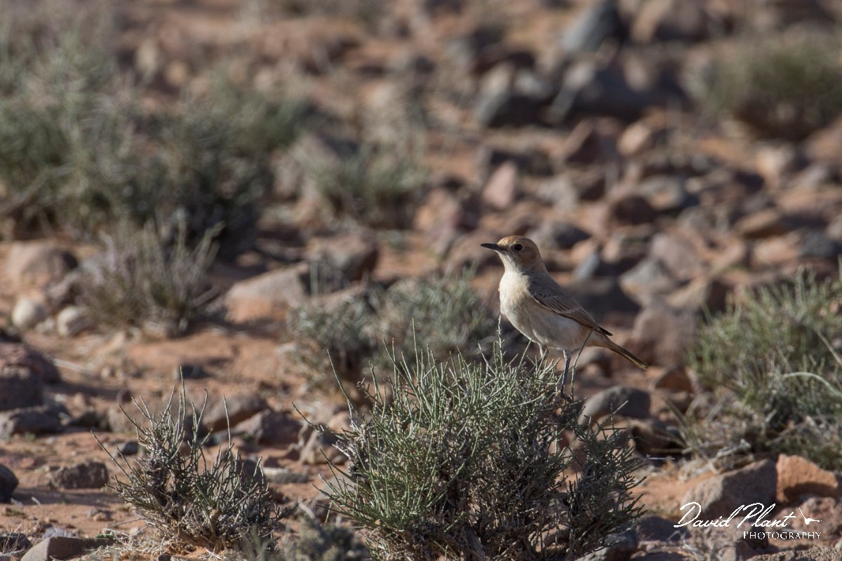DPPhotography - Morocco - Red-rumped wheatear - B.jpg - Red-rumped wheatear, female - Tagdilt track, Morocco