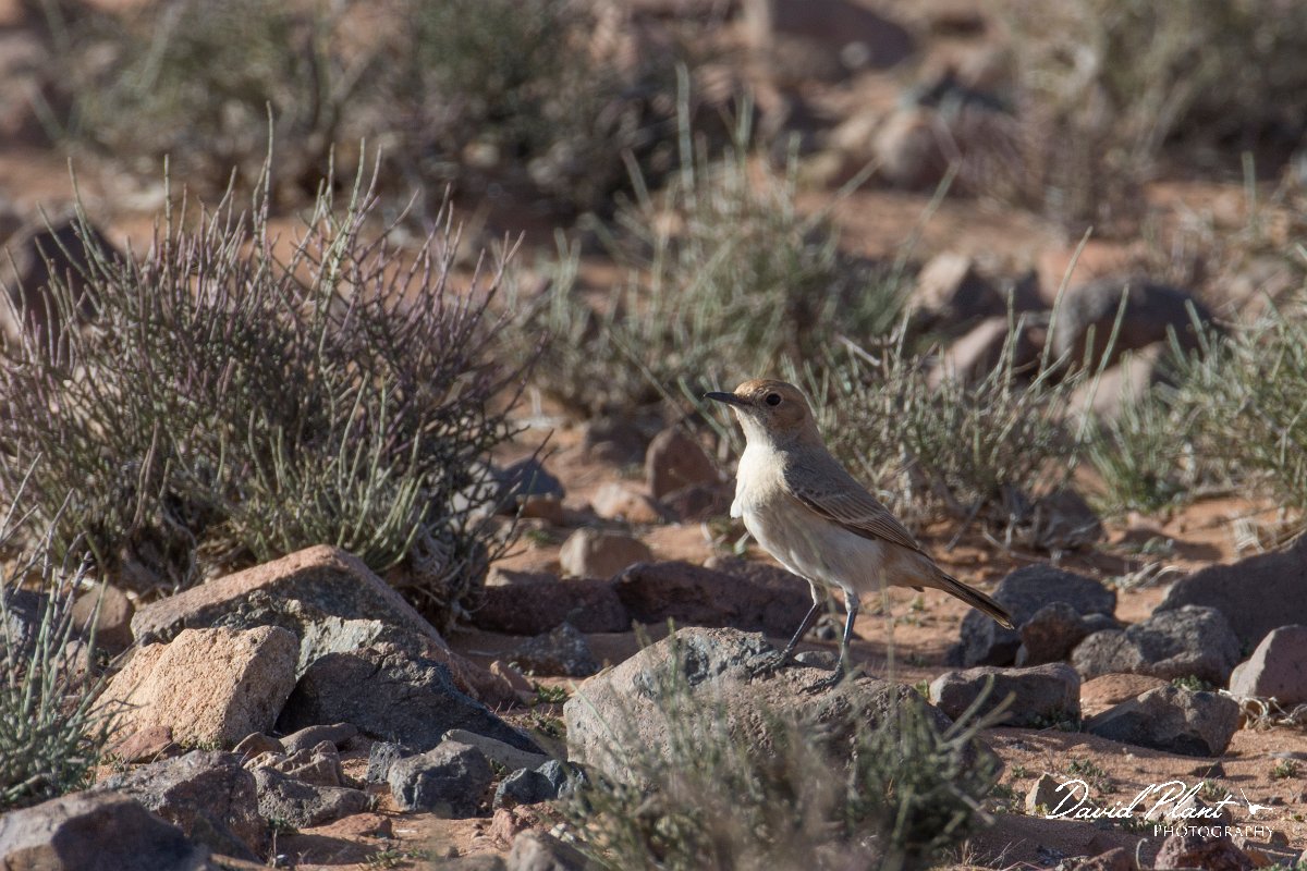 DPPhotography - Morocco - Red-rumped wheatear - C.jpg - Red-rumped wheatear, female - Tagdilt track, Morocco