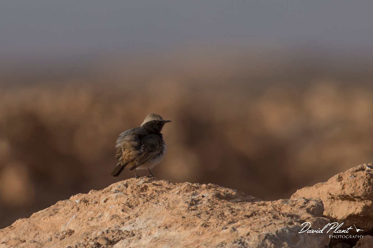 DPPhotography - Morocco - Red-rumped wheatear - D.jpg - Red-rumped wheatear, male - Tagdilt dump, Morocco