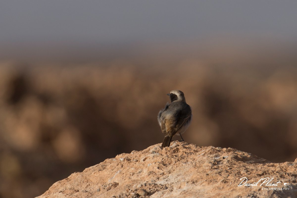 DPPhotography - Morocco - Red-rumped wheatear - E.jpg - Red-rumped wheatear, male - Tagdilt dump, Morocco