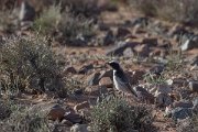 DPPhotography - Morocco - Red-rumped wheatear - A