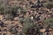DPPhotography - Morocco - Red-rumped wheatear - B