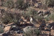 DPPhotography - Morocco - Red-rumped wheatear - C