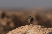 DPPhotography - Morocco - Red-rumped wheatear - E