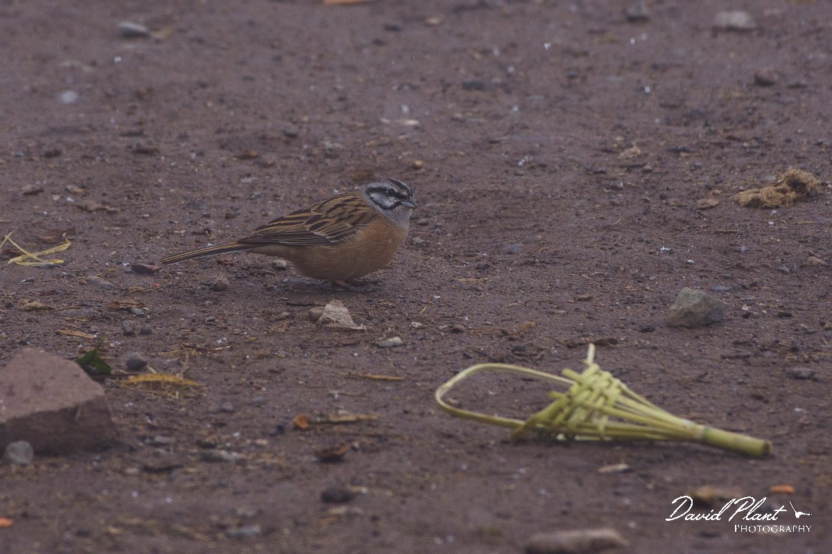 DPPhotography - Morocco - Rock bunting - A.jpg - Rock bunting - Oukaimeden ski area, Morocco