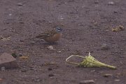 DPPhotography - Morocco - Rock bunting - A