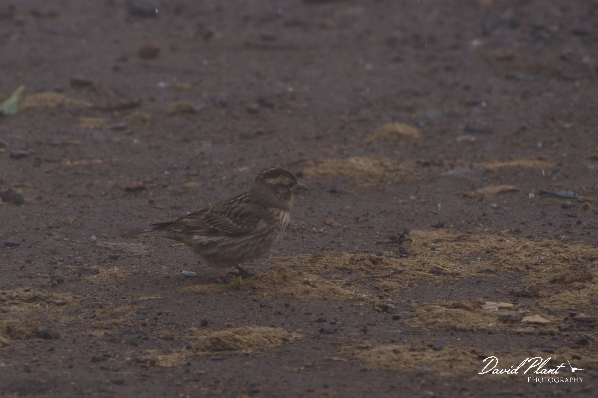 DPPhotography - Morocco - Rock sparrow - B.jpg - Rock sparrow - Oukaimeden ski area, Morocco