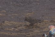 DPPhotography - Morocco - Rock sparrow - A