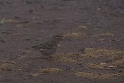 DPPhotography - Morocco - Rock sparrow - B