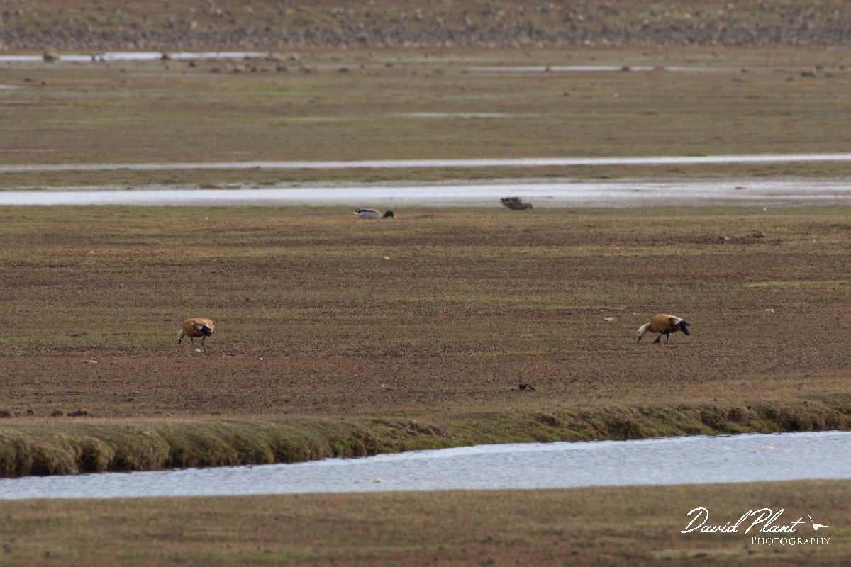 DPPhotography - Morocco - Ruddy shelduck - A.jpg - Ruddy shelduck - Aguelmane de Sidi Ali, Morocco