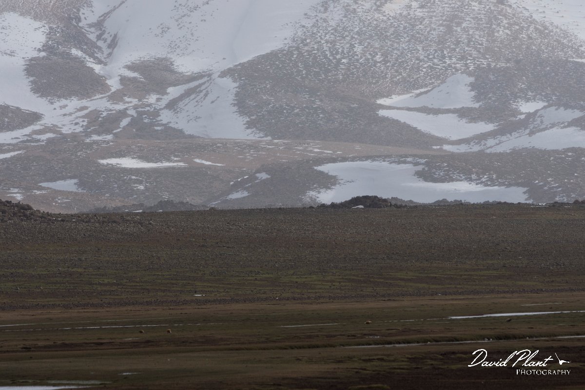 DPPhotography - Morocco - Ruddy shelduck - B.jpg - Ruddy shelduck - Aguelmane de Sidi Ali, Morocco