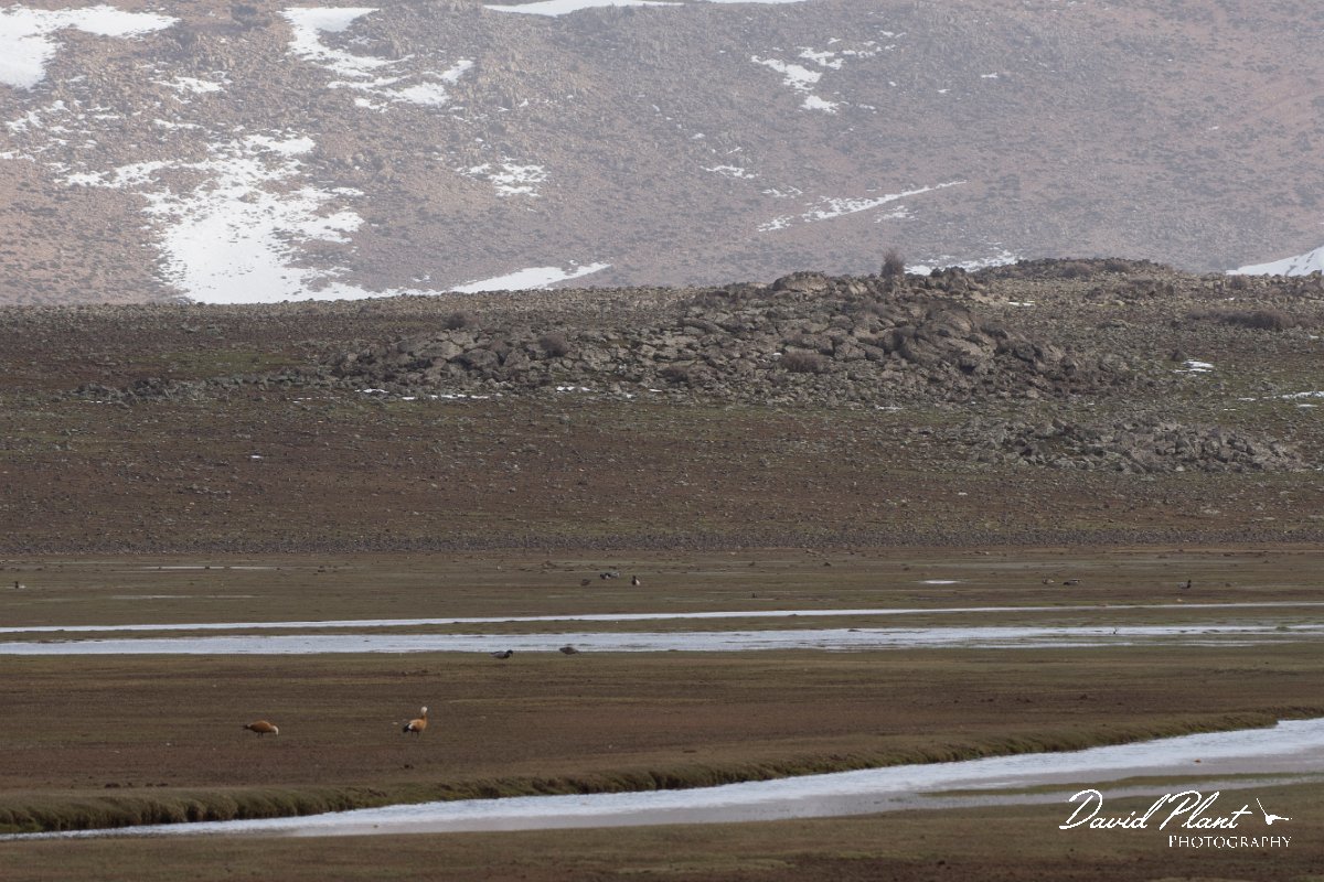 DPPhotography - Morocco - Ruddy shelduck - C.jpg - Ruddy shelduck - Aguelmane de Sidi Ali, Morocco