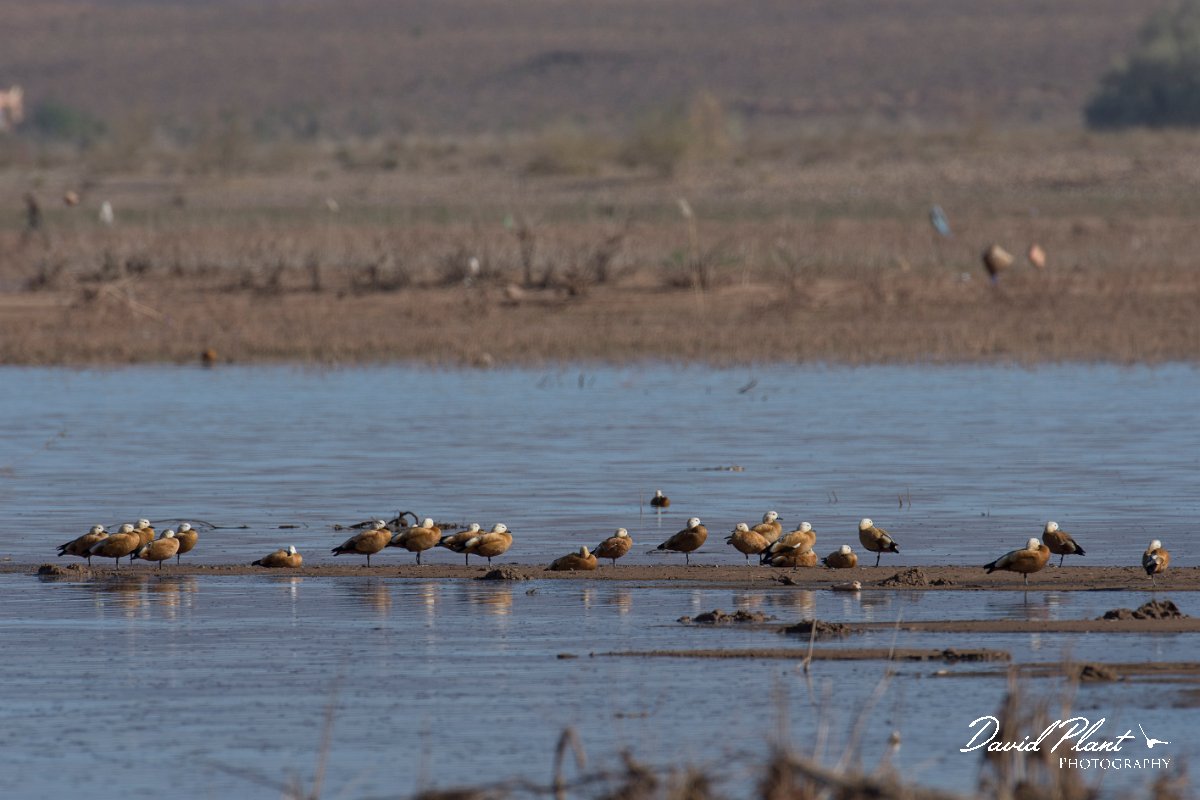 DPPhotography - Morocco - Ruddy shelduck - D.jpg - Ruddy shelduck - Barrage el Manousr, Morocco