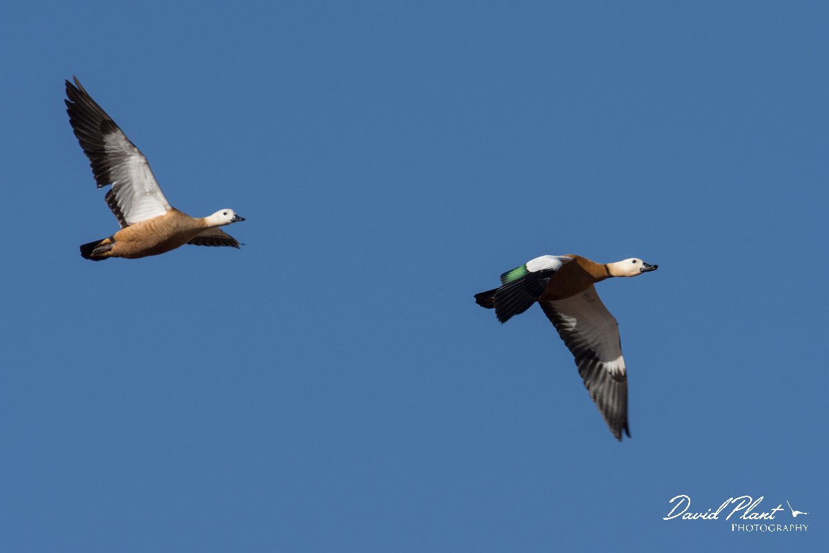 DPPhotography - Morocco - Ruddy shelduck - F.jpg - Ruddy shelduck - Barrage el Manousr, Morocco
