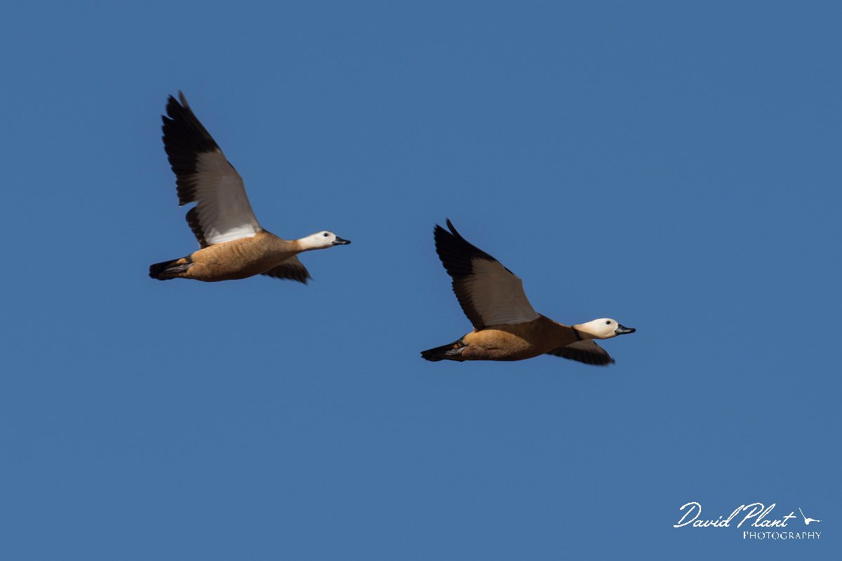 DPPhotography - Morocco - Ruddy shelduck - G.jpg - Ruddy shelduck - Barrage el Manousr, Morocco