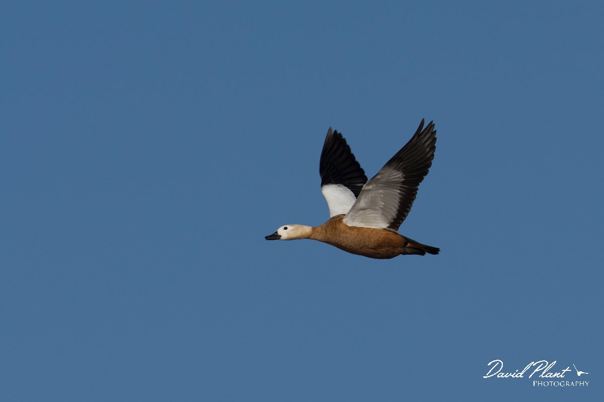 DPPhotography - Morocco - Ruddy shelduck - H.jpg - Ruddy shelduck - Barrage el Manousr, Morocco