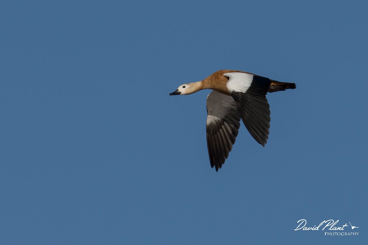DPPhotography - Morocco - Ruddy shelduck - I.jpg - Ruddy shelduck - Barrage el Manousr, Morocco
