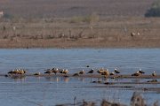 DPPhotography - Morocco - Ruddy shelduck - D