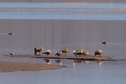 DPPhotography - Morocco - Ruddy shelduck - E