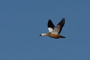 DPPhotography - Morocco - Ruddy shelduck - H