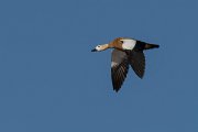 DPPhotography - Morocco - Ruddy shelduck - I