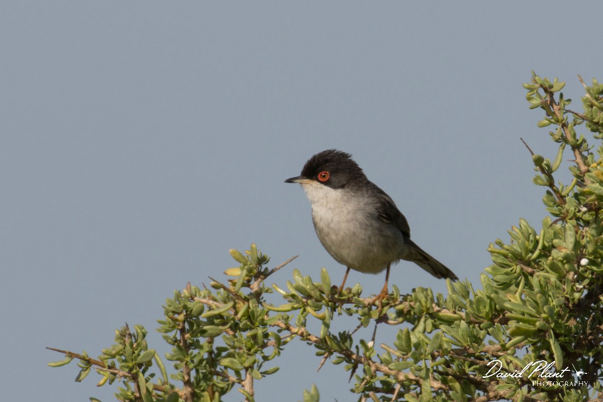 DPPhotography - Morocco - Sardinian warbler - A.jpg - Sardinian warbler - Sous Estuary, Morocco