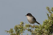 DPPhotography - Morocco - Sardinian warbler - A
