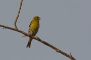 DPPhotography - Morocco - Serin - A