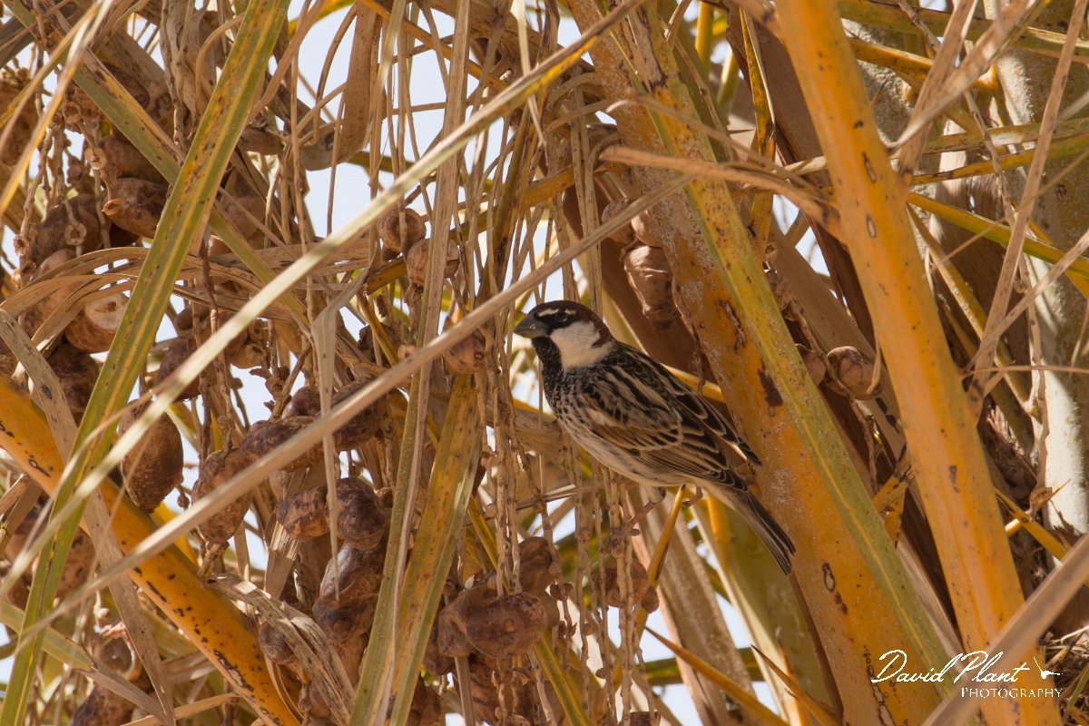 DPPhotography - Morocco - Spanish sparrow - A.jpg - Spanish sparrow, male - Sahara Desert, Morocco