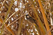 DPPhotography - Morocco - Spanish sparrow - A