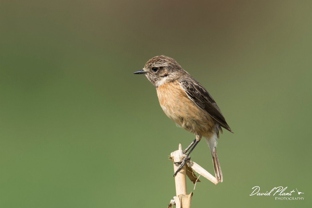DPPhotography - Morocco - Stonechat - B.jpg - Stonechat, female - Sidi Wassai, Morocco