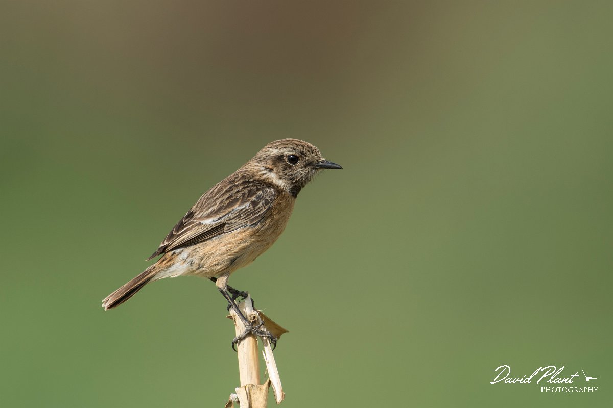 DPPhotography - Morocco - Stonechat - C.jpg - Stonechat, female - Sidi Wassai, Morocco