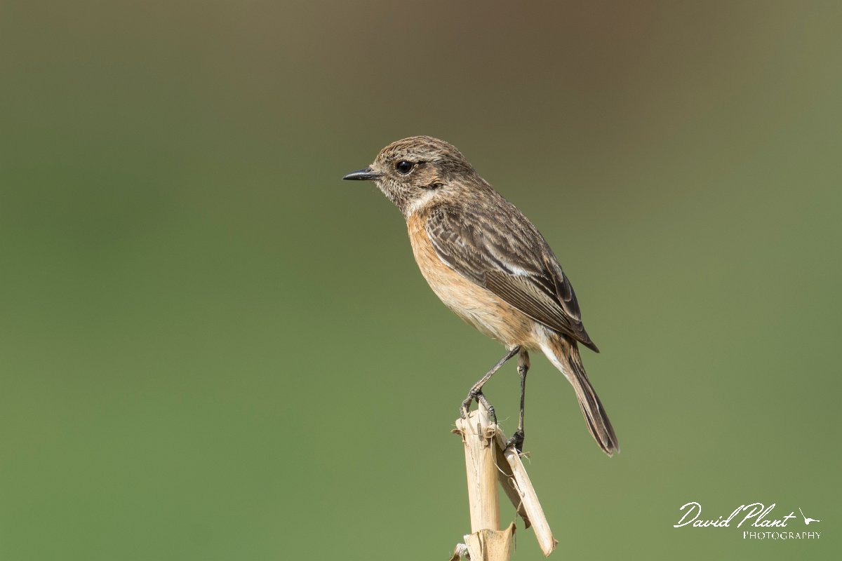 DPPhotography - Morocco - Stonechat - D.jpg - Stonechat, female - Sidi Wassai, Morocco