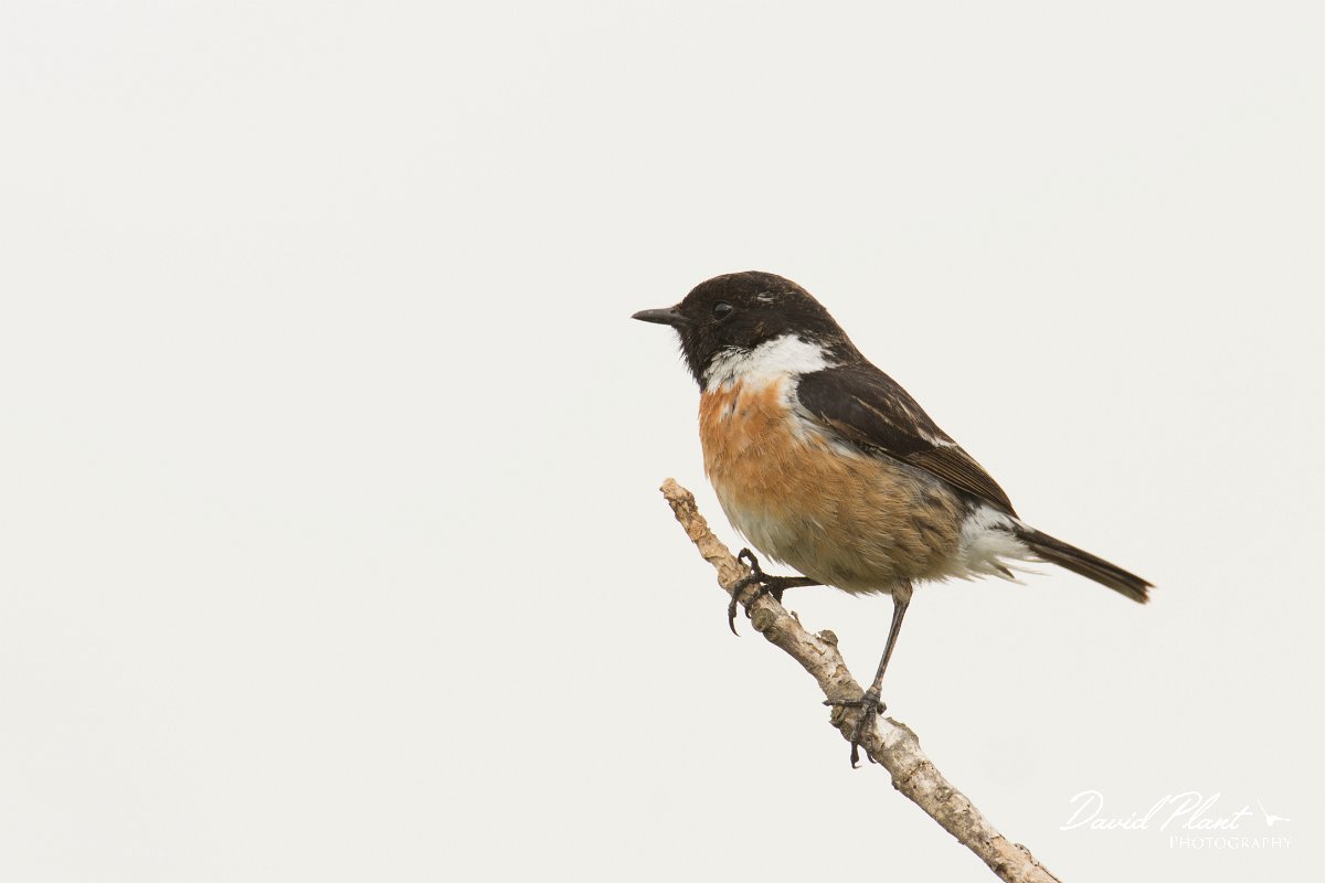 DPPhotography - Morocco - Stonechat - F.jpg - Stonechat, male - Sidi Wassai, Morocco