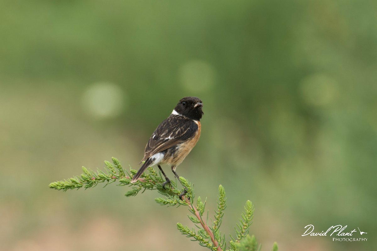 DPPhotography - Morocco - Stonechat - G.jpg - Stonechat, male - Sidi Wassai, Morocco